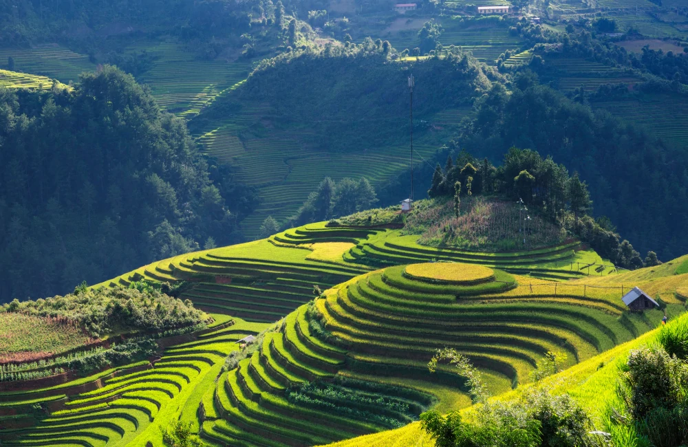 Sapa