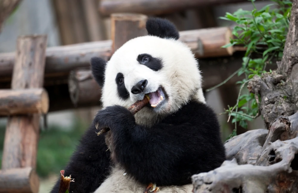 Chengdu